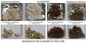 Alginates during valorisation